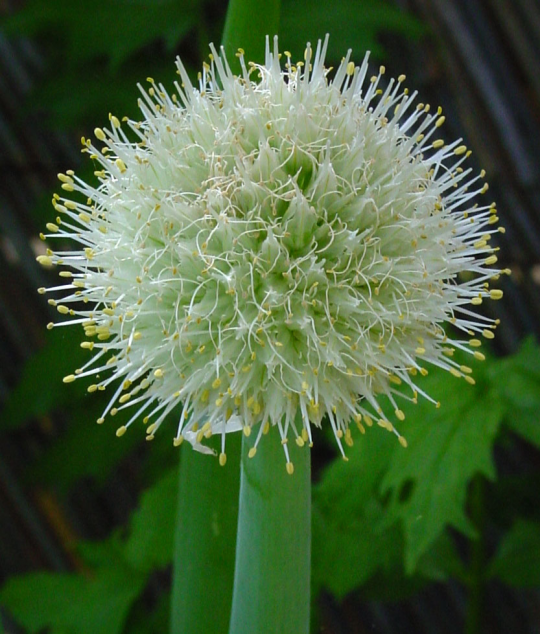 Galeria De Imagenes Flor De Cebolla Cebolla El Blog