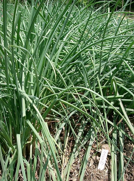 Plantas de Rakkyo