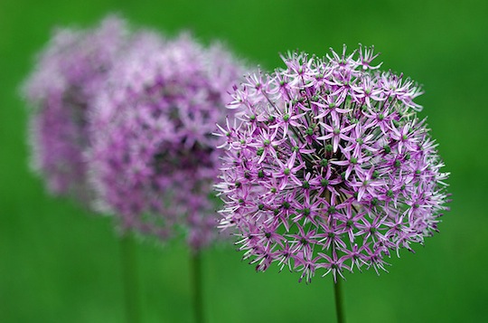 Flor de cebolla