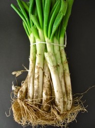 Calçots