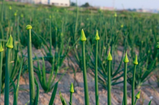 Campo de madres de cebollas