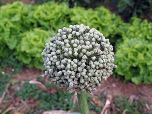 Flor de cebolla